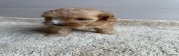 Cavapoo dogs for sale: 🐶Gorgeous gold&white cavapoos🐶 - Advert 9