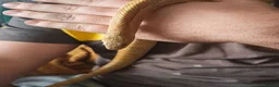 Corn Snake reptiles for sale: Beautiful male corn snake. - Advert 4