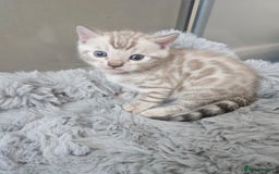 Bengal cats for sale: Lovely bengal kittens(Tica reg.)😍 - Image 5