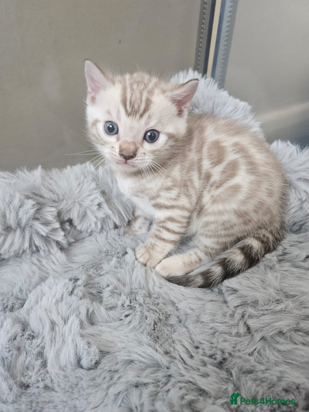 Bengal cats for sale: Lovely bengal kittens(Tica reg.)😍 - Image 5