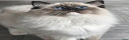 Ragdoll cats for sale: Tica registered ragdoll stud for sale - Advert 3