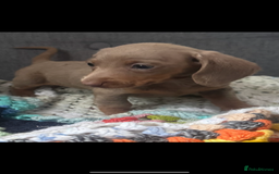 Dachshund dogs for sale: Miniature dachshund puppies  - Image 1