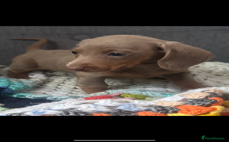 Dachshund dogs - Advert 7