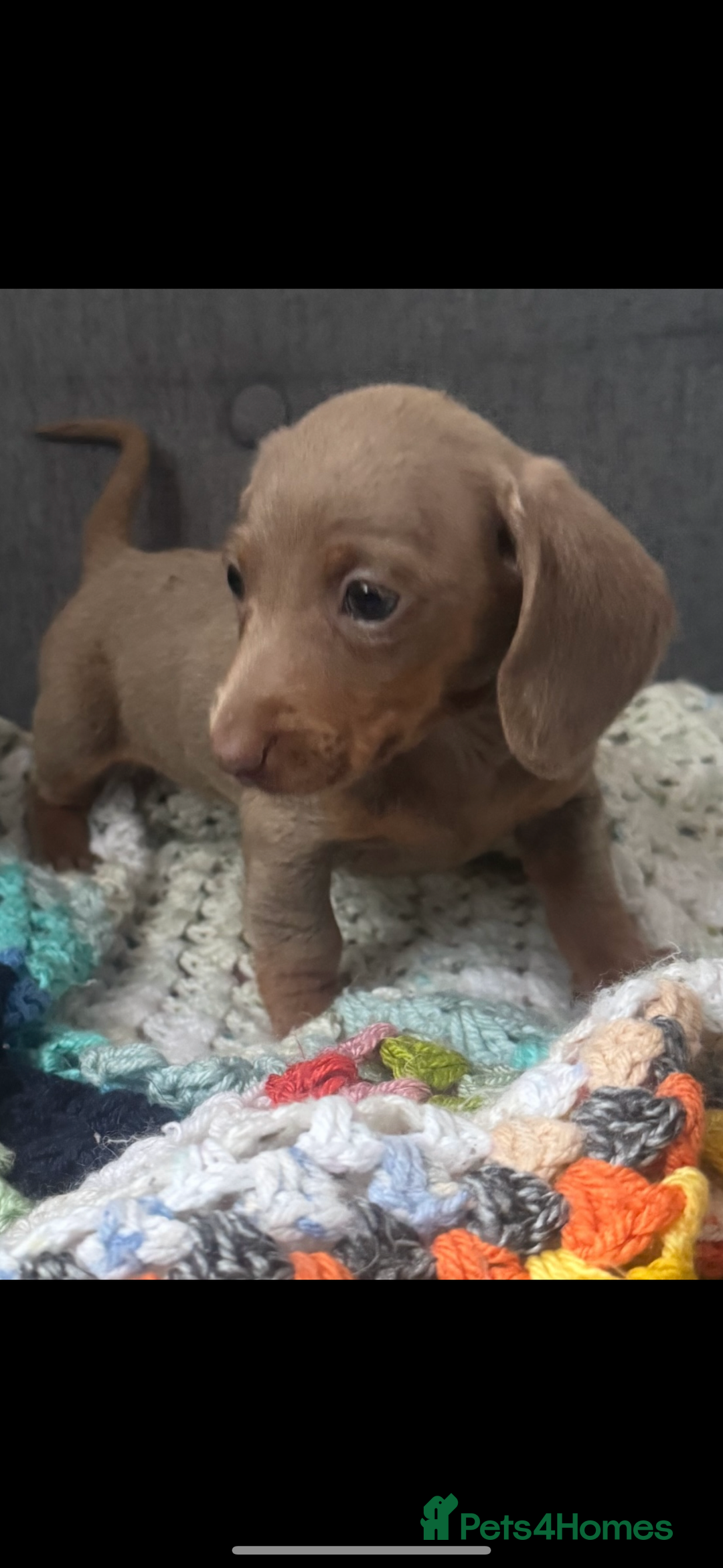 Dachshund dogs for sale: Miniature dachshund puppies  - Image 1