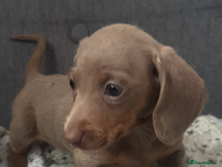 Dachshund dogs - Advert 15