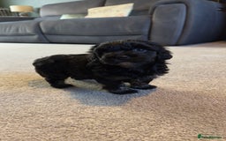 Yorkiepoo dogs for sale: Beautiful puppies  - Image 10