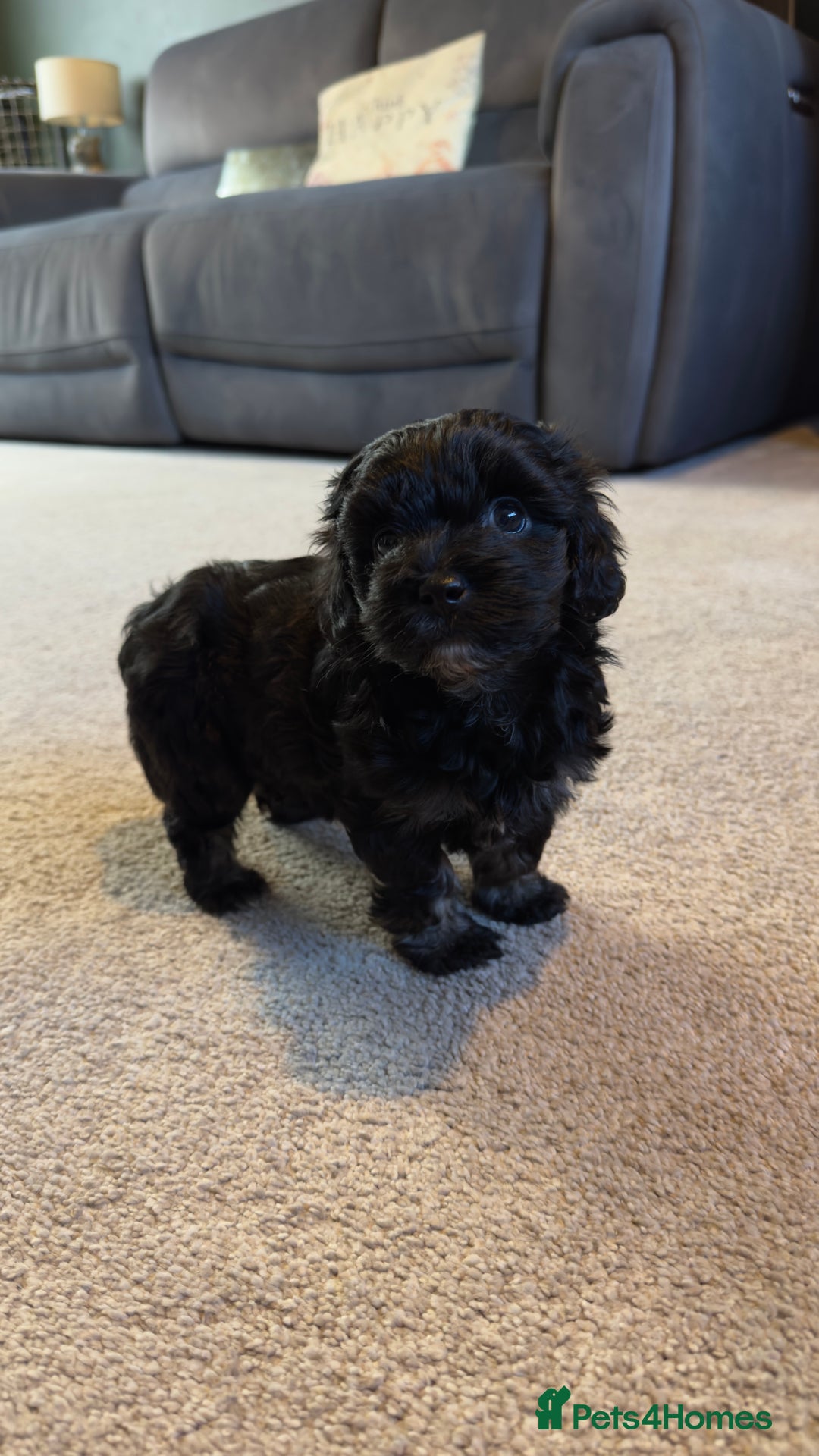 Yorkiepoo dogs for sale: Beautiful puppies  - Image 10