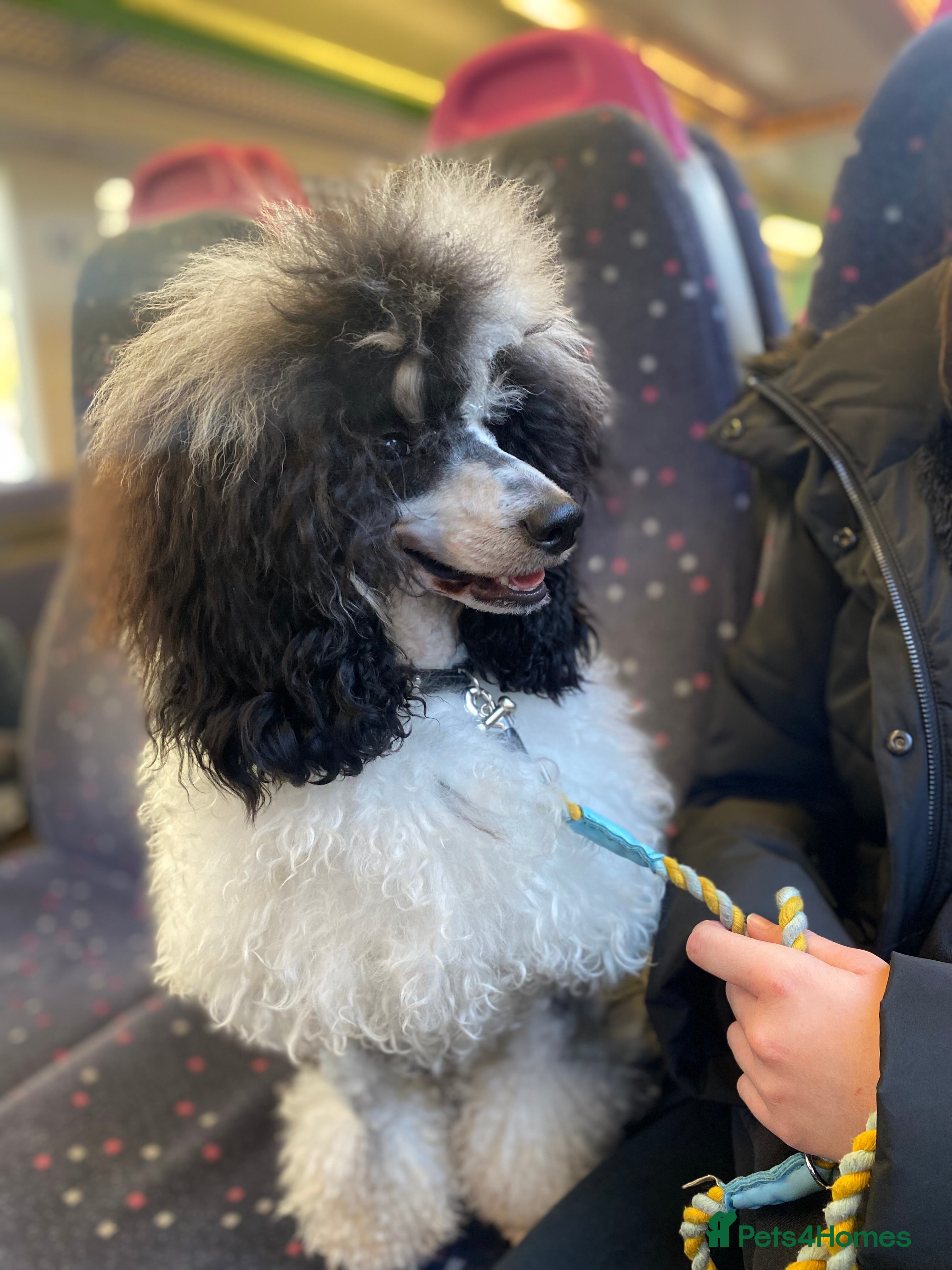 Miniature Poodle dogs Parti poodle for stud  - Advert 4