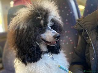 Miniature Poodle dogs Parti poodle for stud - Advert 9