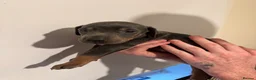 Dobermann dogs for sale: Kc reg health tested Doberman’s price dropped - Advert 7
