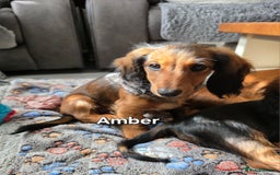 Dachshund dogs for sale: Red long-haired standard dachshund puppies - Image 32
