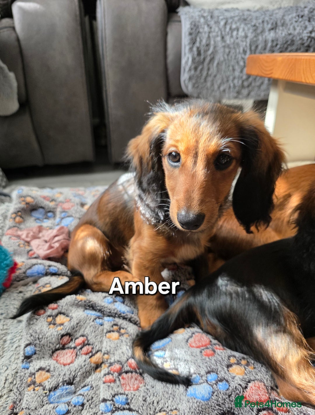 Dachshund dogs for sale: Red long-haired standard dachshund puppies - Image 32