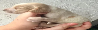 Cocker Spaniel 6