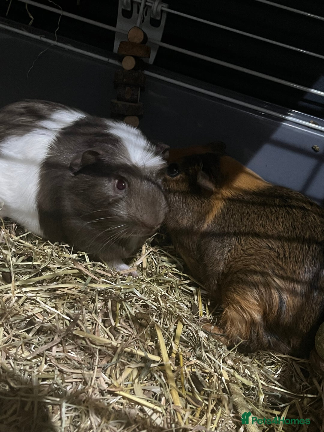 Guinea Pig rodents for sale: Guinea pigs  - Advert 3