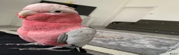 Cockatoo birds for sale: DNA Male Galah Cockatoo  in Bolton - Advert 1