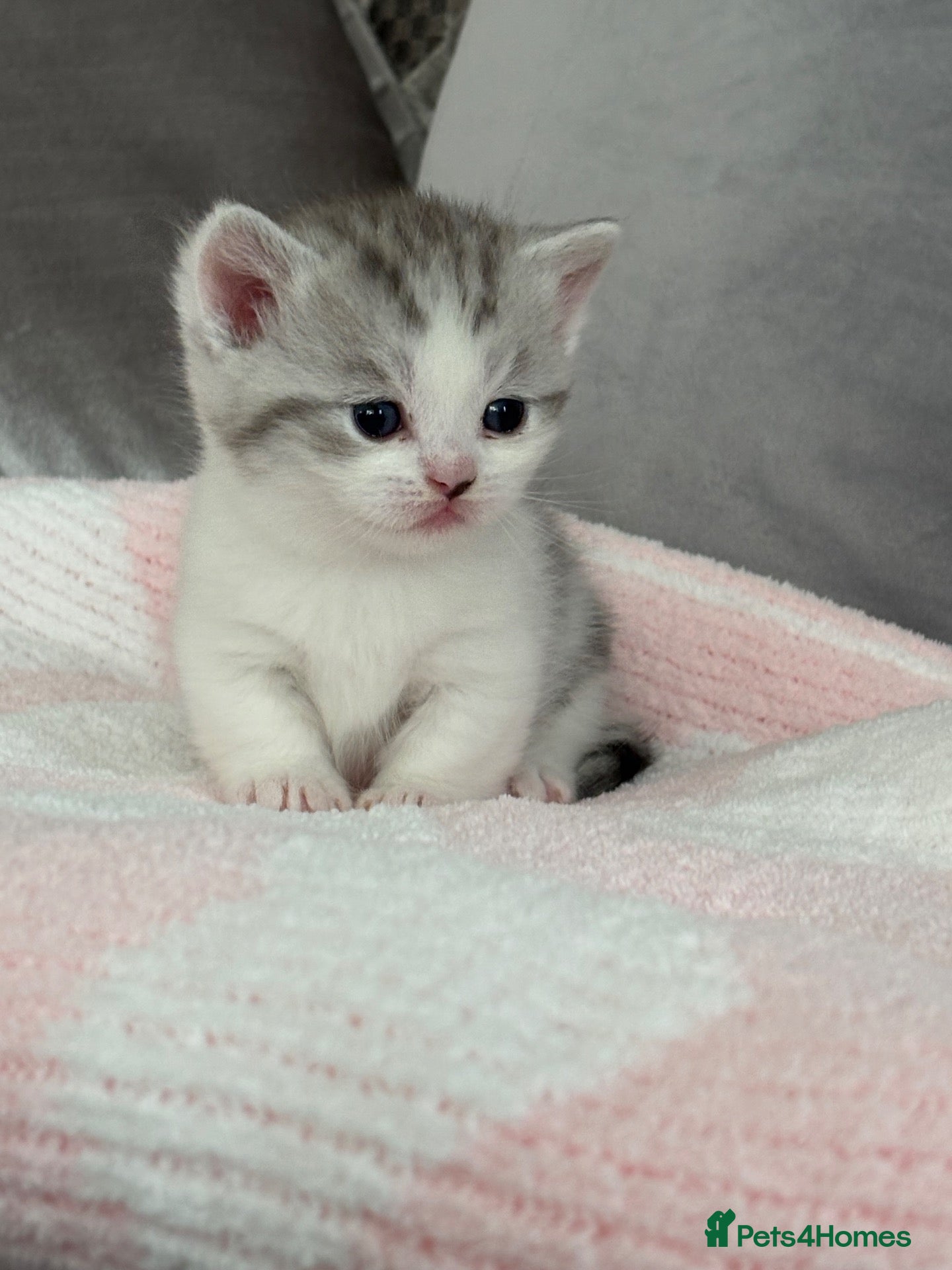 Munchkin cats 4 BSH Munchkins 2 female(1 very short leg) 2 male  - Advert 2