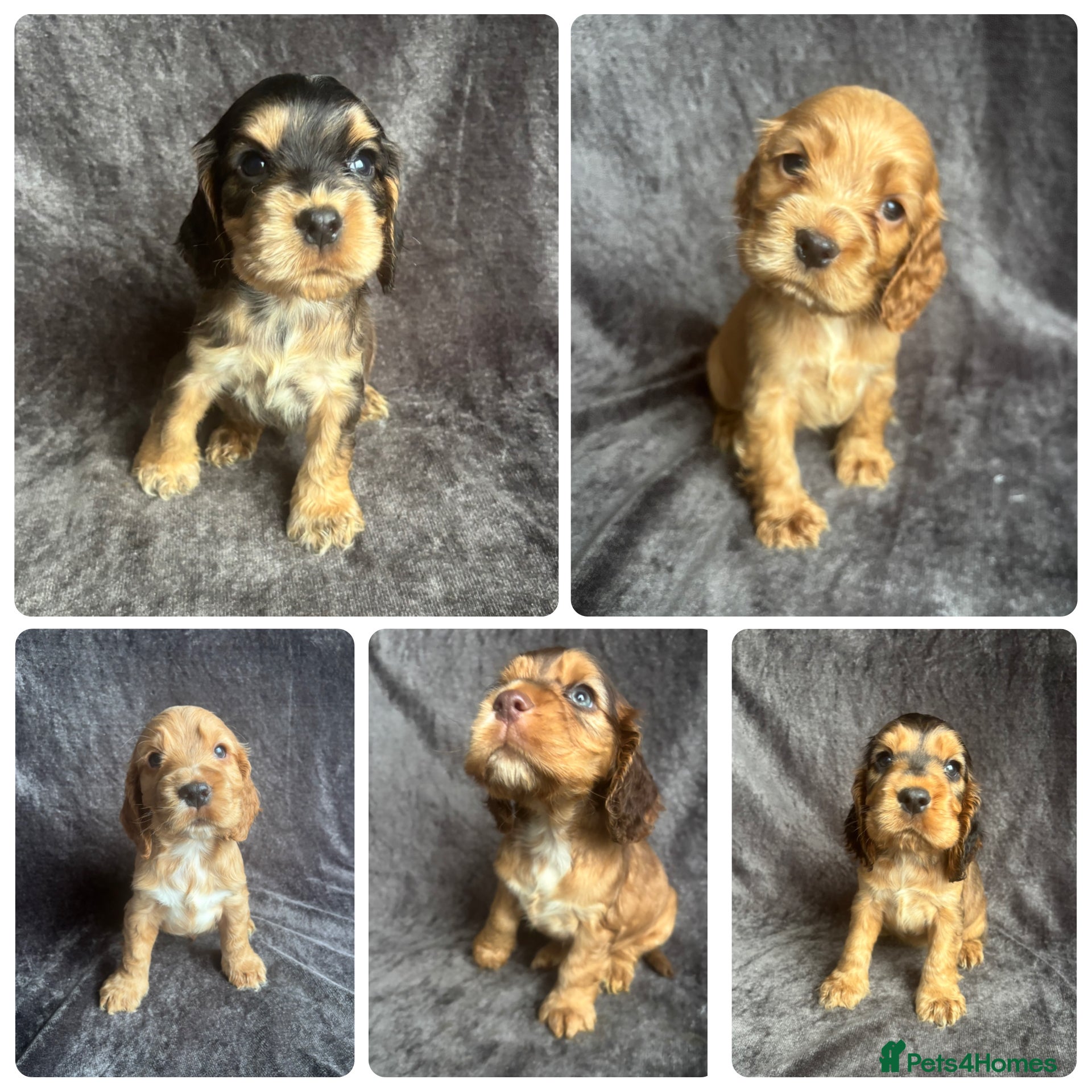 Cocker Spaniel dogs Health Tested KC Cocker Spaniel Puppies  - Advert 17