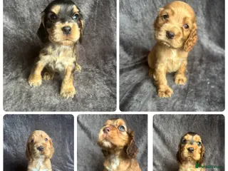 Cocker Spaniel dogs Health Tested KC Cocker Spaniel Puppies - Advert 17