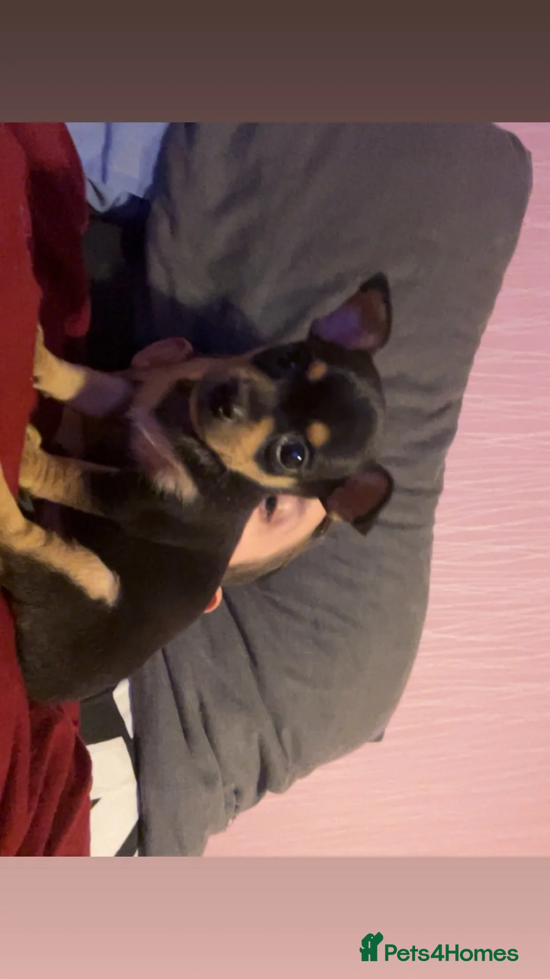 Chihuahua dogs for sale: Beautiful chihuahua puppies looking for a home in Lyndhurst - Advert 2