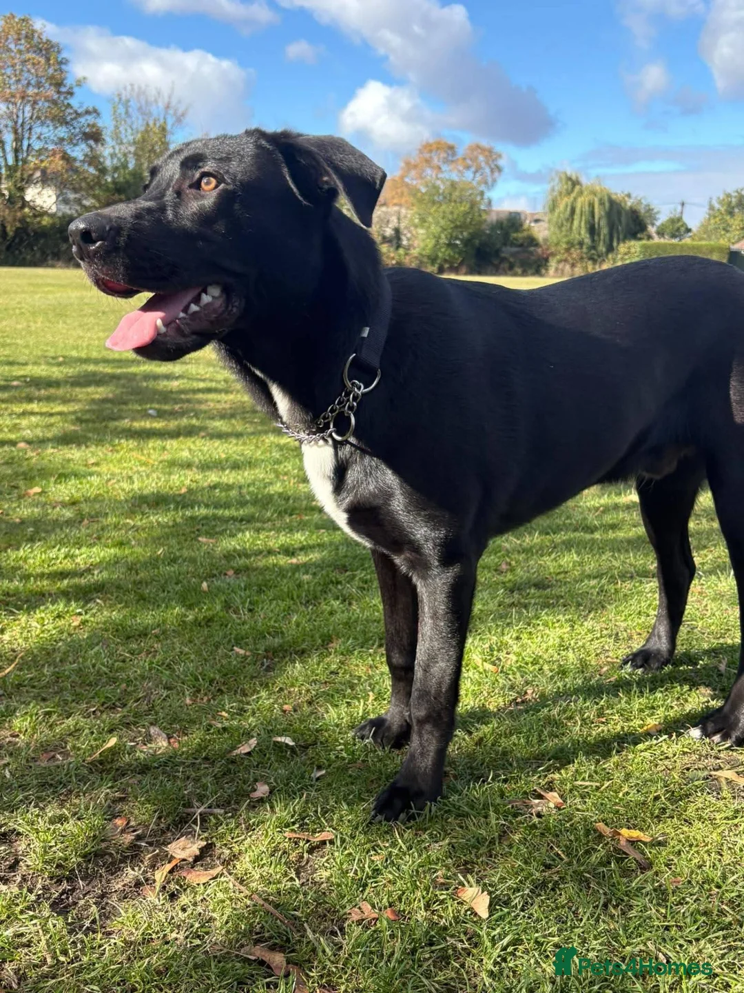 Labrador Retriever dogs for sale: Lab x rottweiler for sale - Advert 2