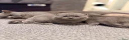 British Shorthair cats for stud: Cat for stunning - Advert 6