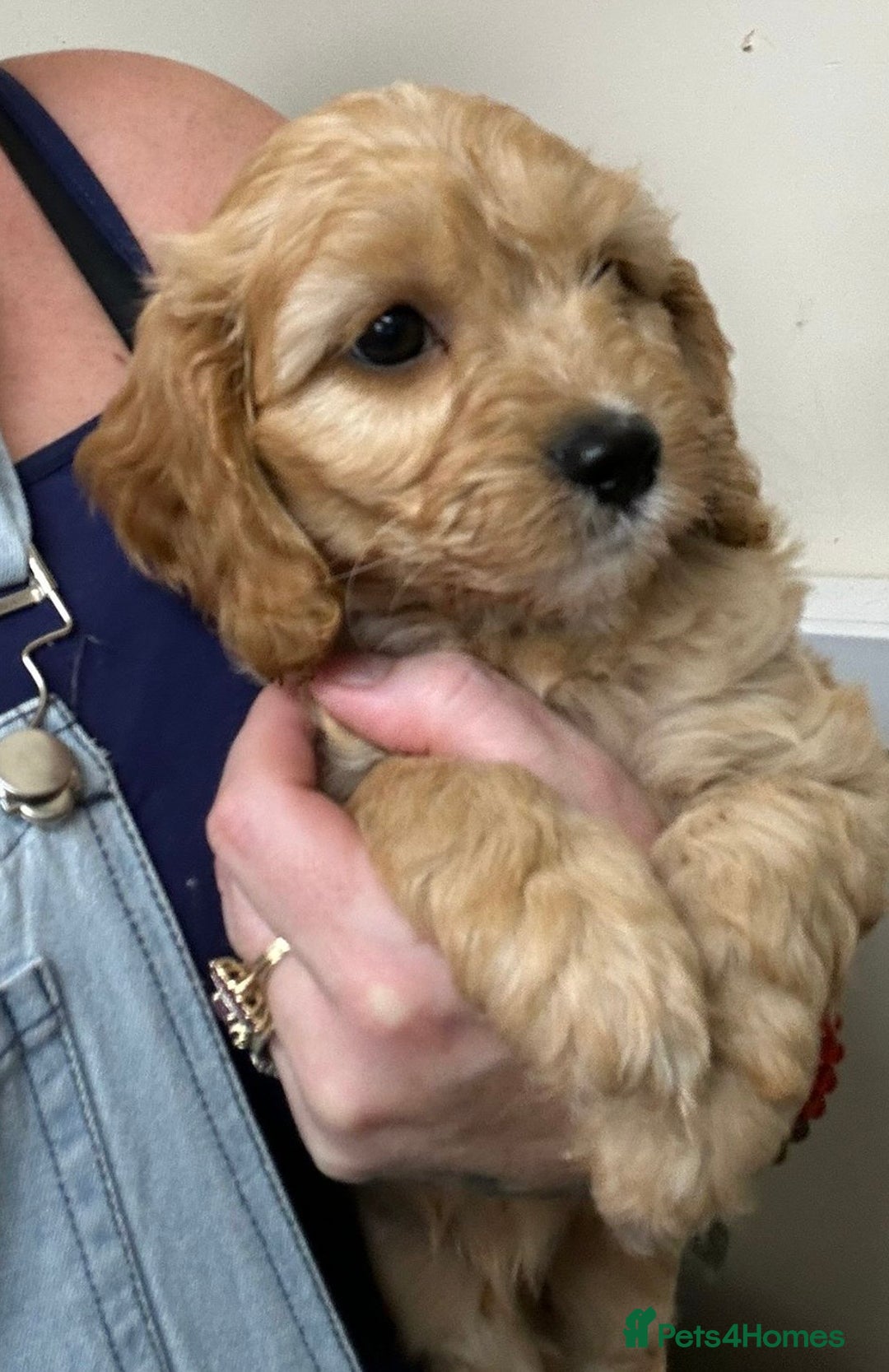 Cavapoo dogs for sale: Beautiful fully DNA tested Cavapoo's  - Image 27