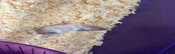 Mouse rodents for sale: Male and female fancy mice  - Advert 3