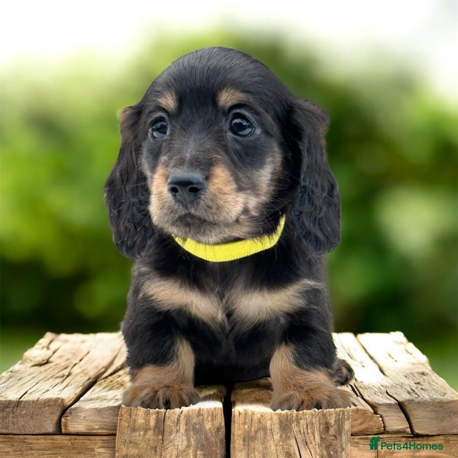 Miniature Dachshund dogs Miniature long haired dachshund female - Advert 4