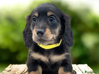 Miniature Dachshund dogs Miniature long haired dachshund female - Advert 4