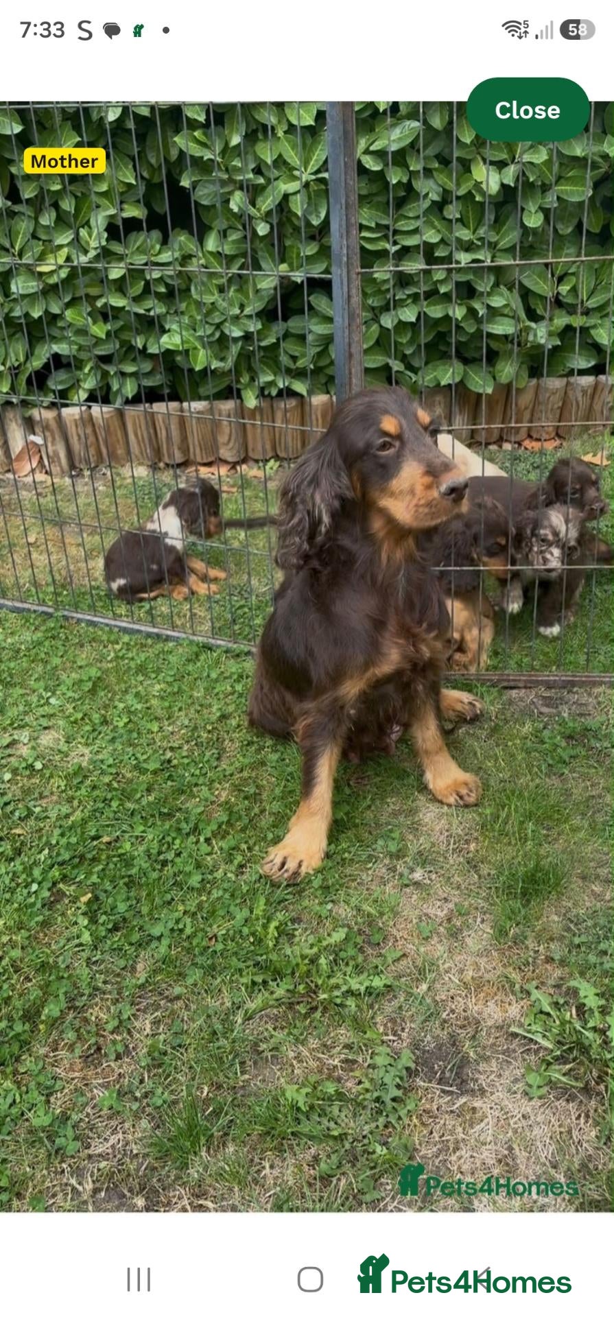 Cocker Spaniel dogs Cocker spaniel female  - Advert 6