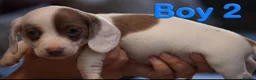 Miniature Dachshund dogs for sale: KC PIEBALD MINIATURE DACHSHUNDS in Birkenhead - Advert 22