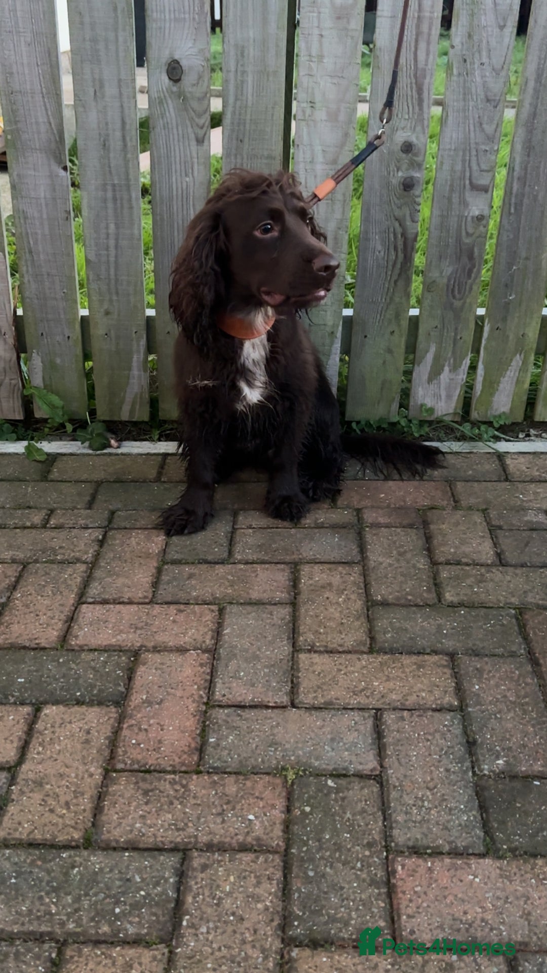 Cocker Spaniel dogs for sale: Lovely full of life male chocolate cocker spaniel. - Advert 1