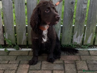 Cocker Spaniel dogs Lovely full of life male chocolate cocker spaniel. - Advert 13