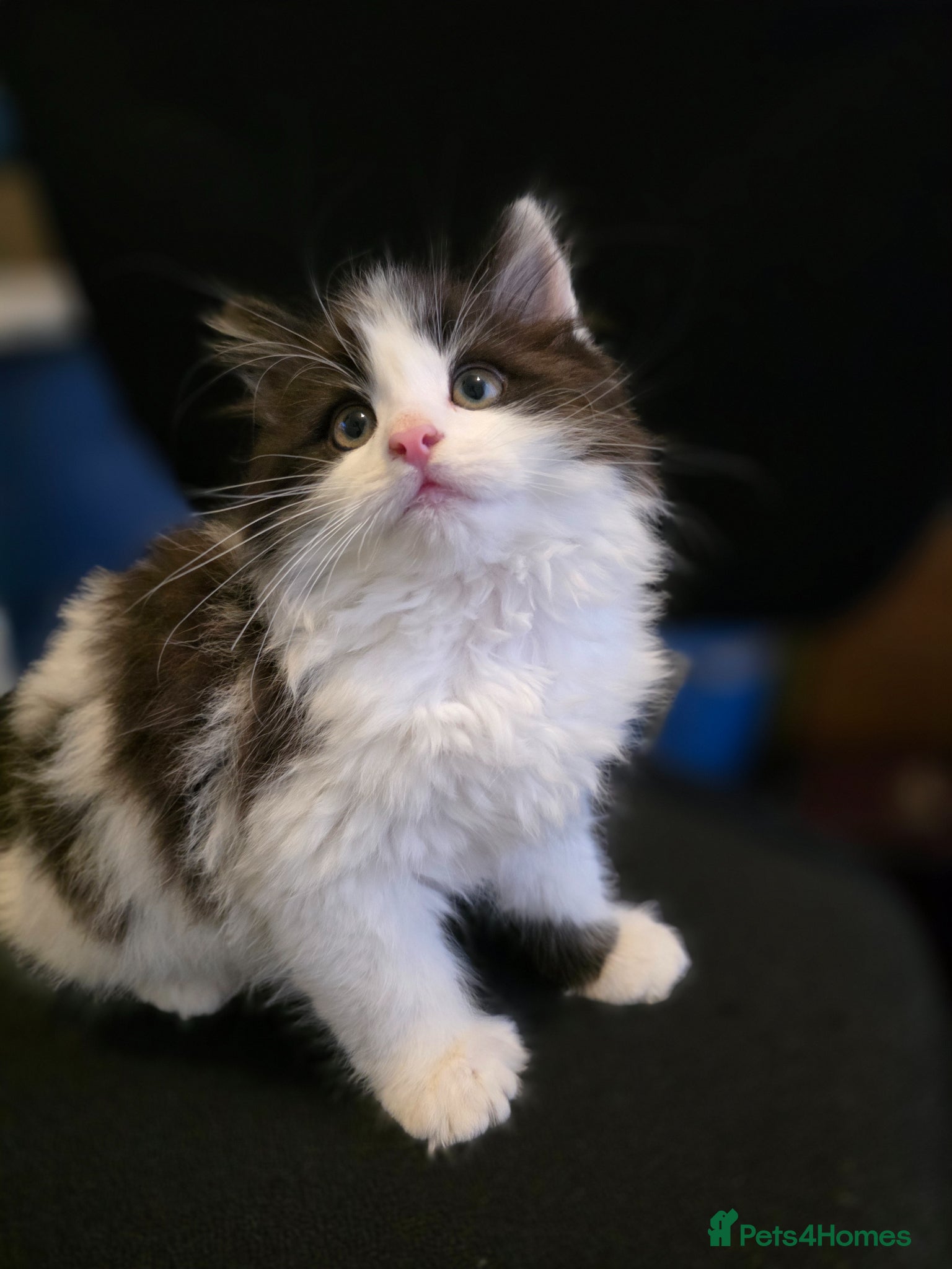 Mixed Breed cats Male kitten  - Advert 6