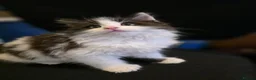 Mixed Breed cats for sale: Male kitten  - Advert 1