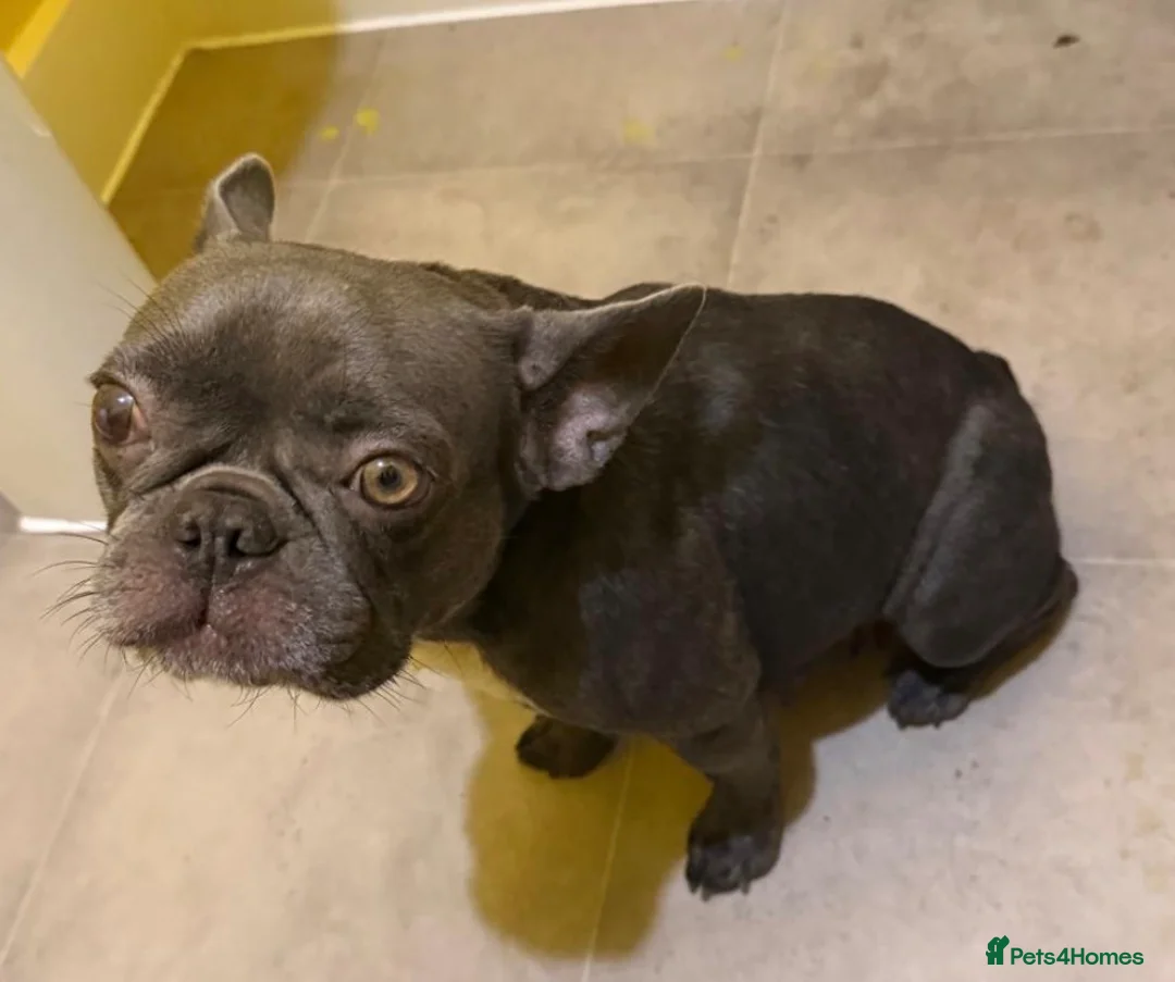 French Bulldog dogs for sale: 3 Year old Female French Bulldog.  - Advert 2