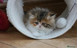 Exotic cats for sale: Beautiful Exotic Pedigree Kittens - Image 9