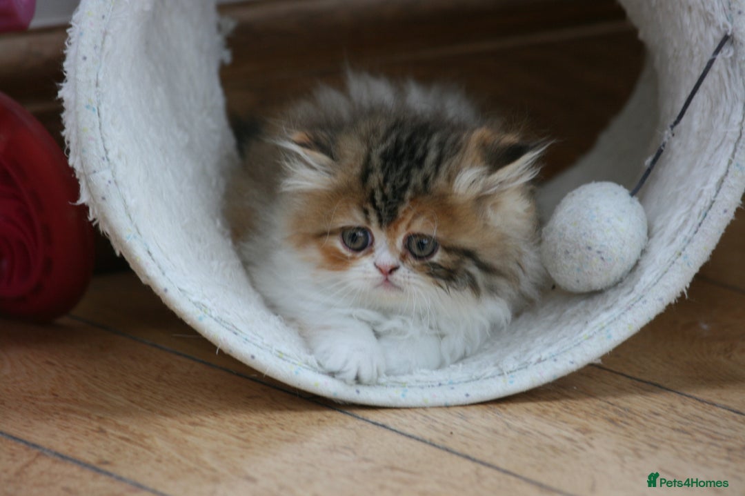 Exotic cats for sale: Beautiful Exotic Pedigree Kittens - Image 9
