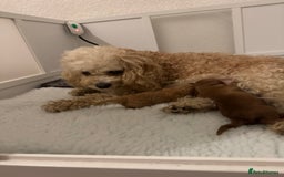 Australian Labradoodle dogs for sale: Australian Labradoodle  - Advert 1