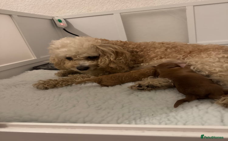 Australian Labradoodle dogs Australian Labradoodle  - Advert 1