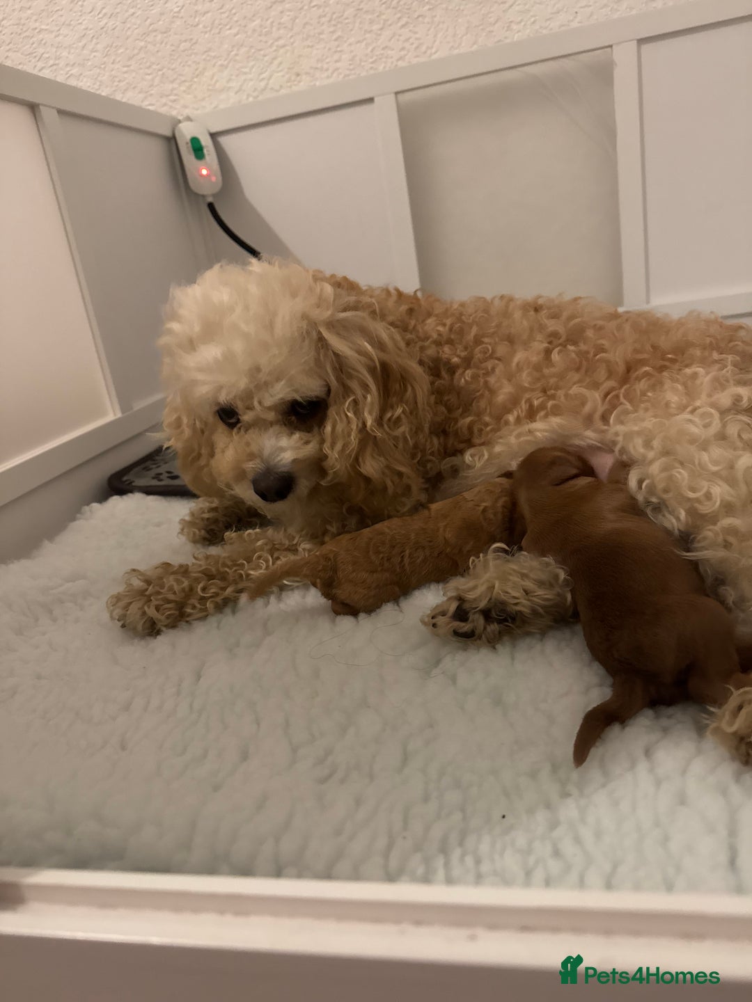 Australian Labradoodle dogs for sale: Australian Labradoodle  - Advert 1