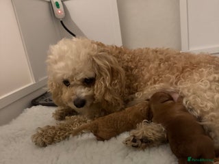 Australian Labradoodle dogs Australian Labradoodle - Advert 9