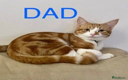 Mixed Breed cats for sale: READ INFO, 8 beautiful ginger kittens. - Image 16