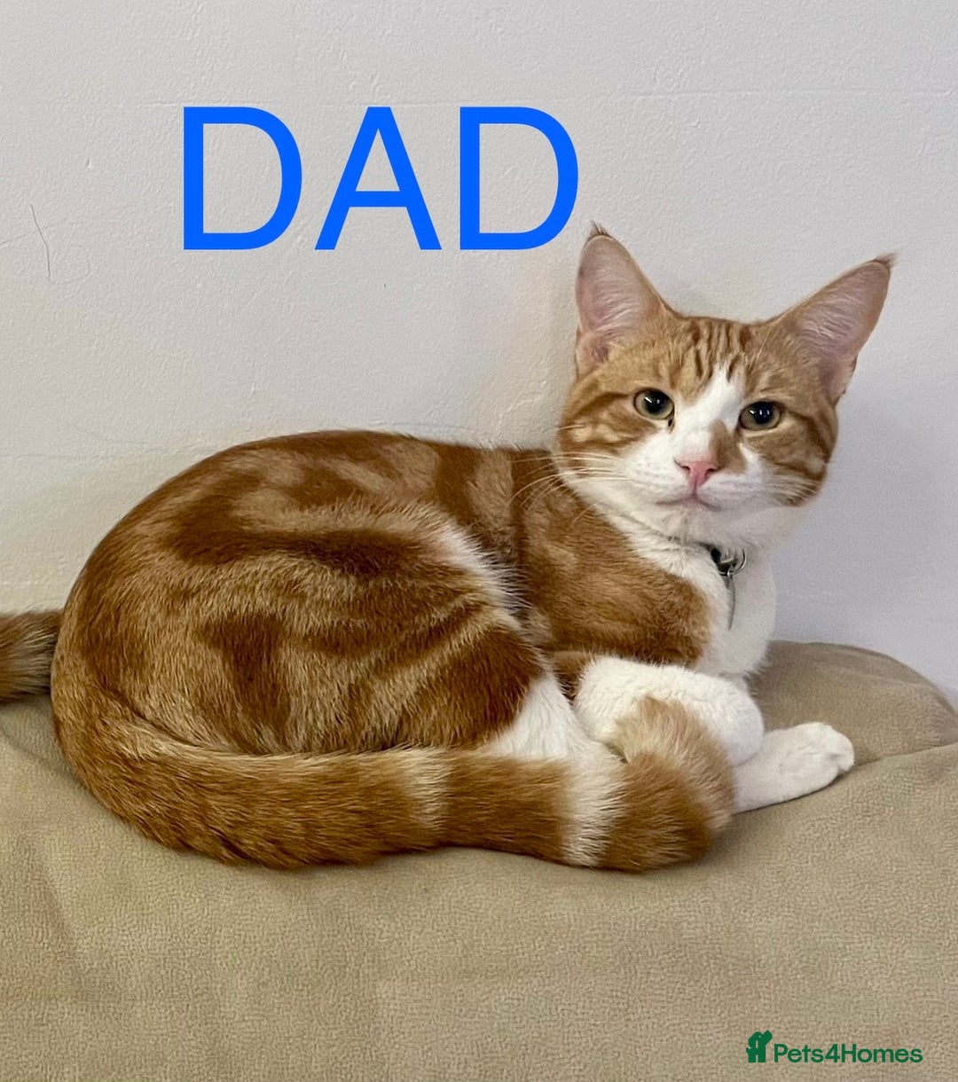 Mixed Breed cats for sale: READ INFO, 8 beautiful ginger kittens. - Image 16