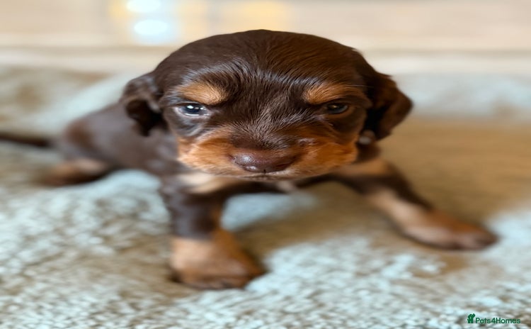Cocker Spaniel dogs - Advert 5