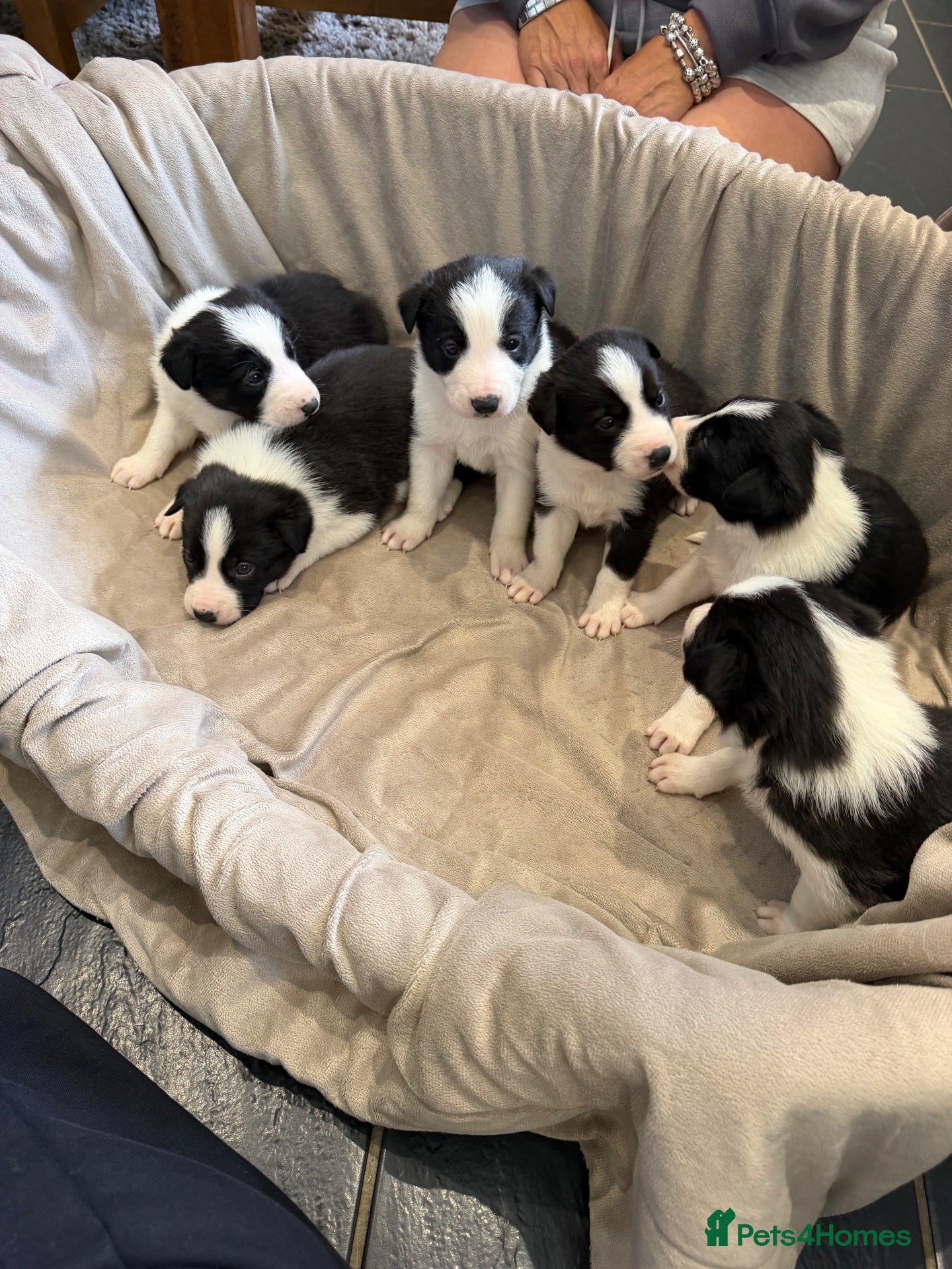 Border Collie dogs ISDS Border Collie Puppies 🐶 - Advert 3