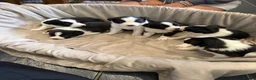 Border Collie dogs for sale: ISDS Border Collie Puppies 🐶 - Advert 1
