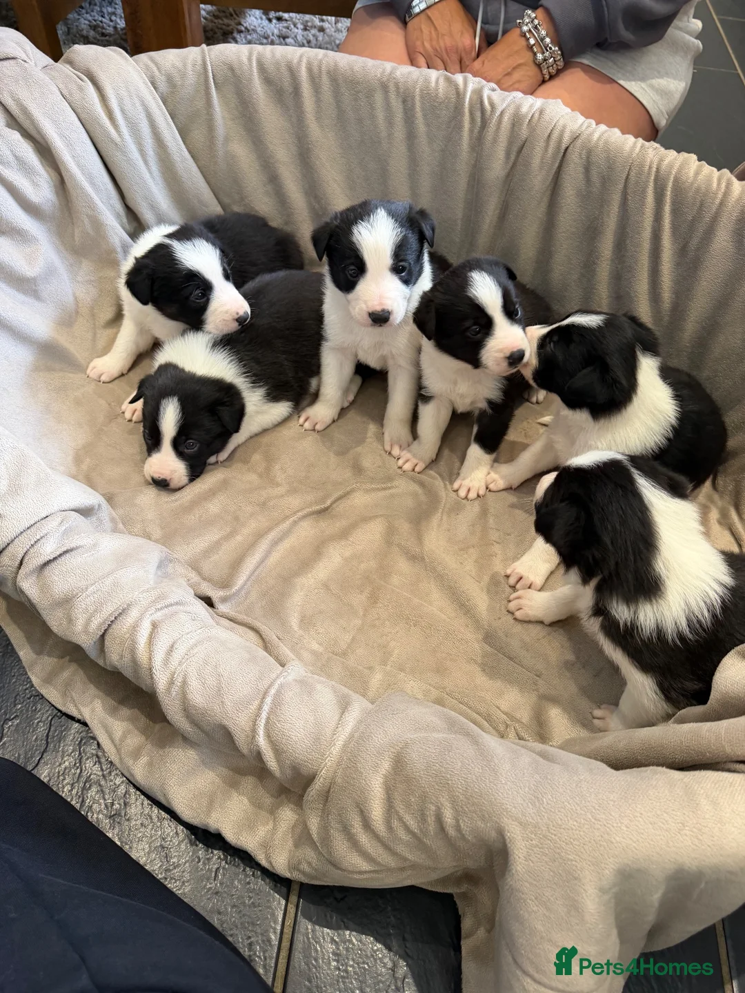 Border Collie dogs for sale: ISDS Border Collie Puppies 🐶 - Advert 1