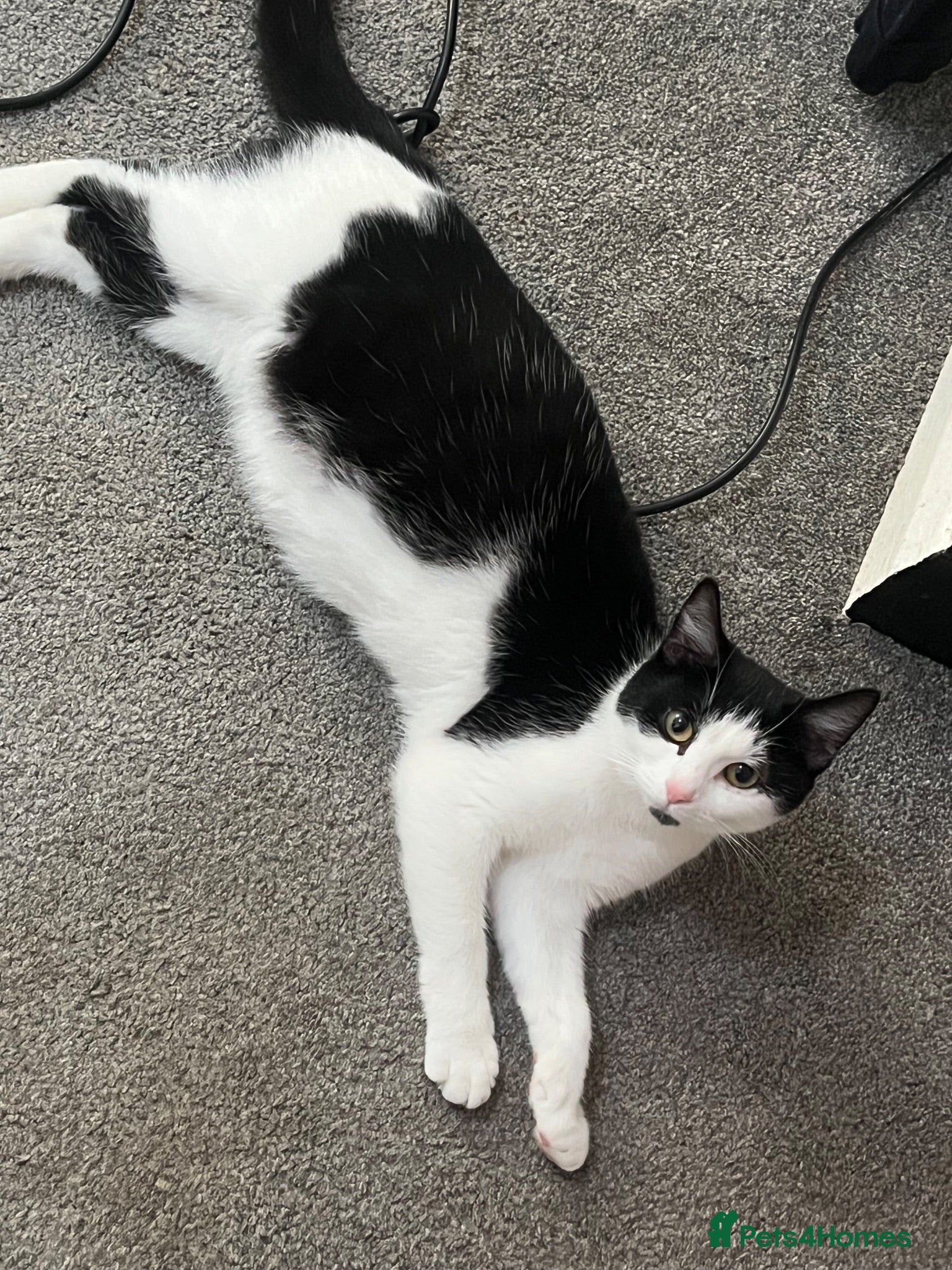 Domestic Shorthair cats 4 beautiful domestic shorthair kittens available💕 - Advert 4
