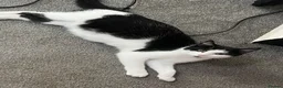 Domestic Shorthair cats for sale: 4 beautiful domestic shorthair kittens available💕 - Advert 1